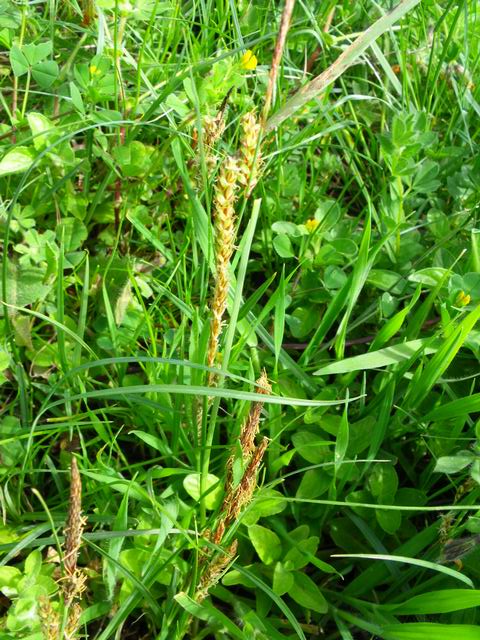 Carex flacca / Carice glauca